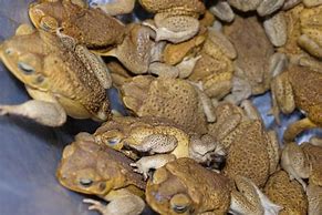 Image result for Lots of Toads