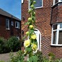 Image result for Alcea rosea majorette yellow