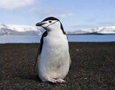 Image result for Penguin Home