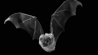 Image result for Black Bat Flying