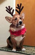 Image result for Corgis Wearing Hats