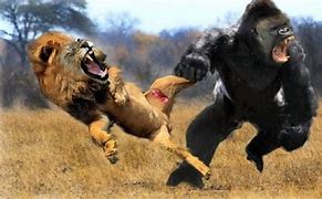 Image result for Nat Geo Wild Animals Fighting