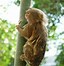 Image result for Pygmy Marmoset Monkey