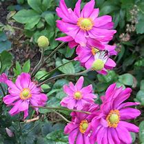 Image result for Anemone hybrida Mont Rose