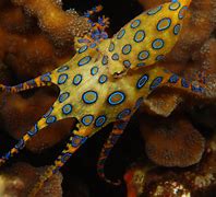 Image result for Octopus Animal