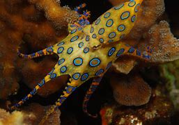 Image result for African Octopus