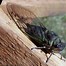 Image result for Different Types of Insects Bugs