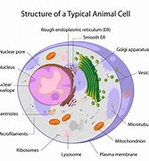 Image result for Parts of Cell Chart