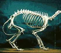 Image result for Deer Skeleton Bones