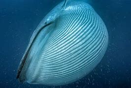 Image result for World's Largest Animal