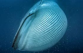 Image result for The Most Biggest Animal