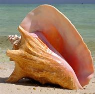 Image result for conchsl