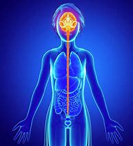 Image result for Brain and Spinal Cord