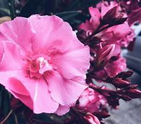 Image result for Highly Poisonous Flowers