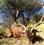 Image result for Argentina Red Stag
