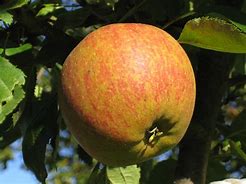 Image result for Reines De Pommes Apple
