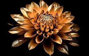 Image result for Beautiful Flowers Dark Background
