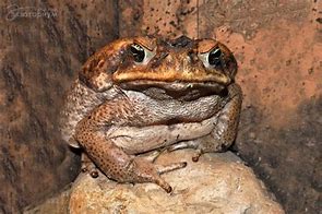 Image result for Toad Rage Meme