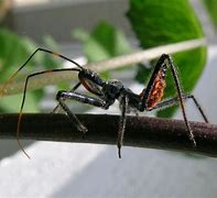 Image result for "assassin-bugs"