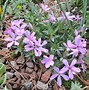 Image result for Phlox Tiny Bugles