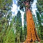 Image result for Largest Sequoia Tree