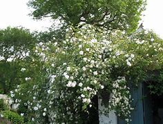 Image result for Herbaceous Clematis Alfred