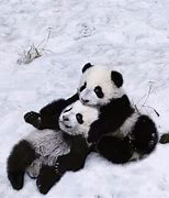 Image result for Cute Baby Panda Snow