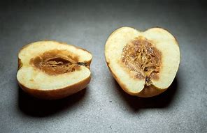 Image result for Internal Cork of Apple