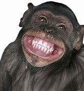 Image result for Monkey Funny Phone