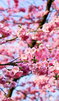 Image result for Sakura Tree iPhone Wallpaper