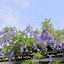 Image result for Pictures of Vines Flowers