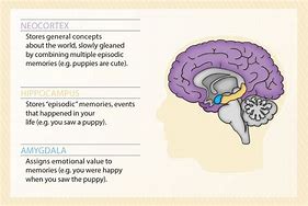 Image result for Brain Memory Storage