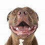 Image result for Light Brown Red Nose Pitbull