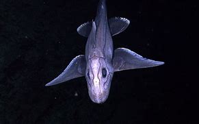 Image result for Chimera Sea Creature