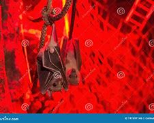 Image result for Cute Cartoon Bats Upside Down