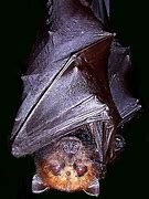 Image result for Golden Nosed Fruit Bat