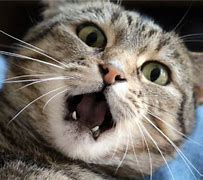 Image result for Cat with Surprised Open Mouth Meme