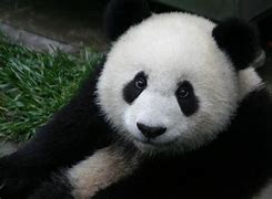Image result for Panda 4K