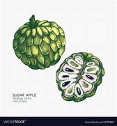 Image result for Red Sugar Apple Drawing