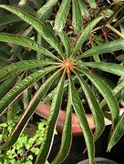 Image result for palm leaf begonia