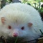 Image result for Rare Albino Animals