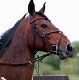 Image result for English Horse Bridle with Reins