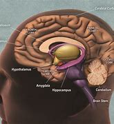 Image result for Brain Memory Storage