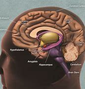 Image result for Memory Brain Diagram