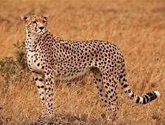 Image result for Cheetah Africa