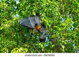 Image result for Bat On Tree