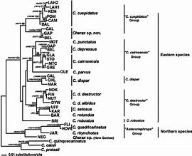 Image result for Ram Evolution Tree