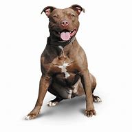 Image result for Brown Pit Bull Female Happy