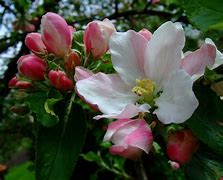 Image result for Malus domestica Notarisappel