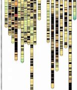 Image result for Genetic Linkage Map